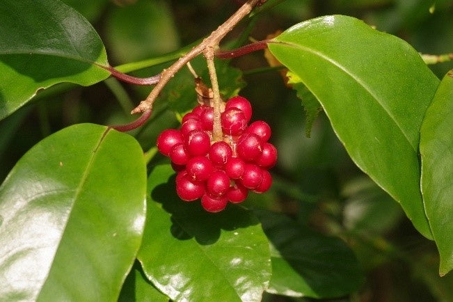 サネカズラの実