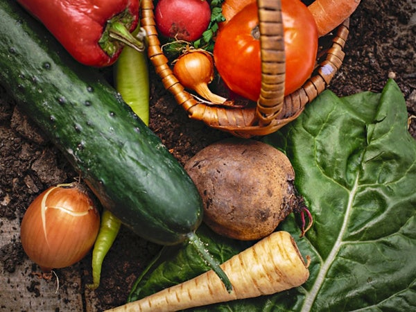 ミネラルたっぷりのお野菜