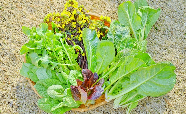 新鮮な野菜