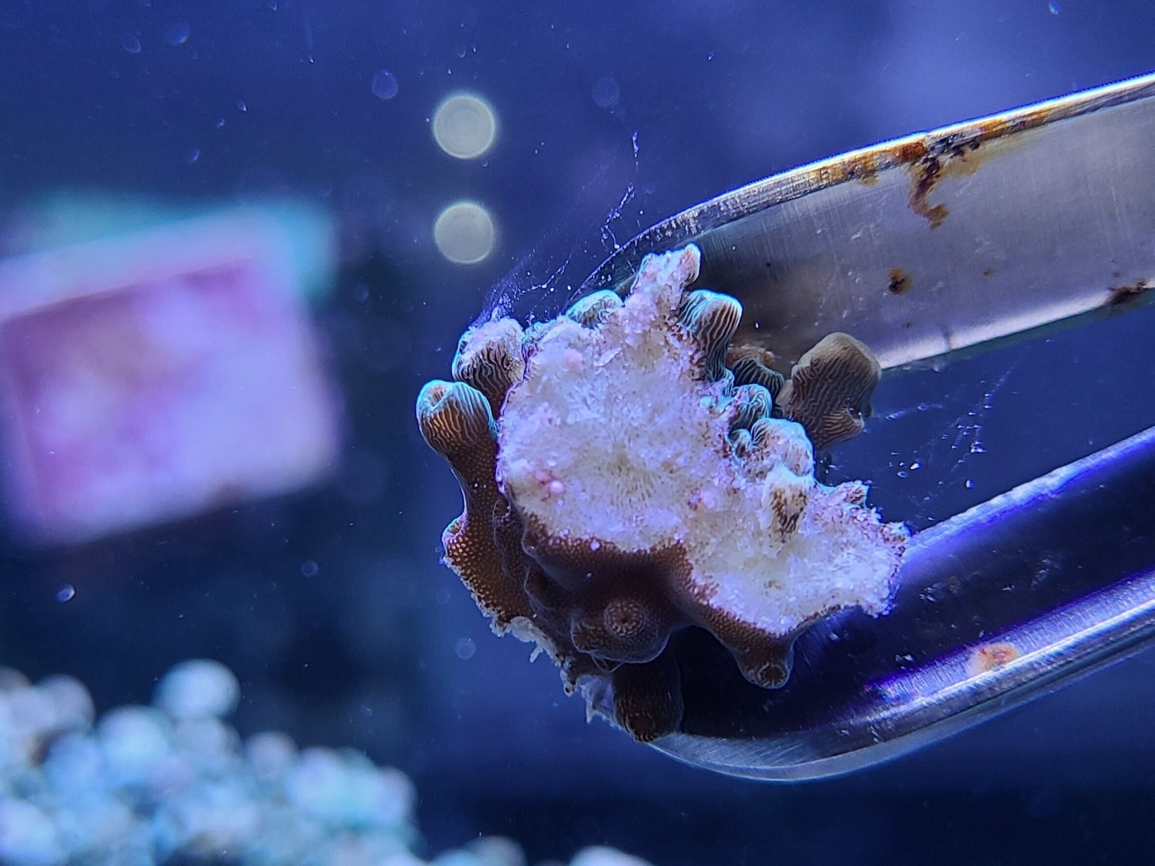 東大発サンゴベンチャーイノカ 国内初成功 完全人工環境下で産卵時期をコントロールしたサンゴ抱卵 株式会社イノカのプレスリリース