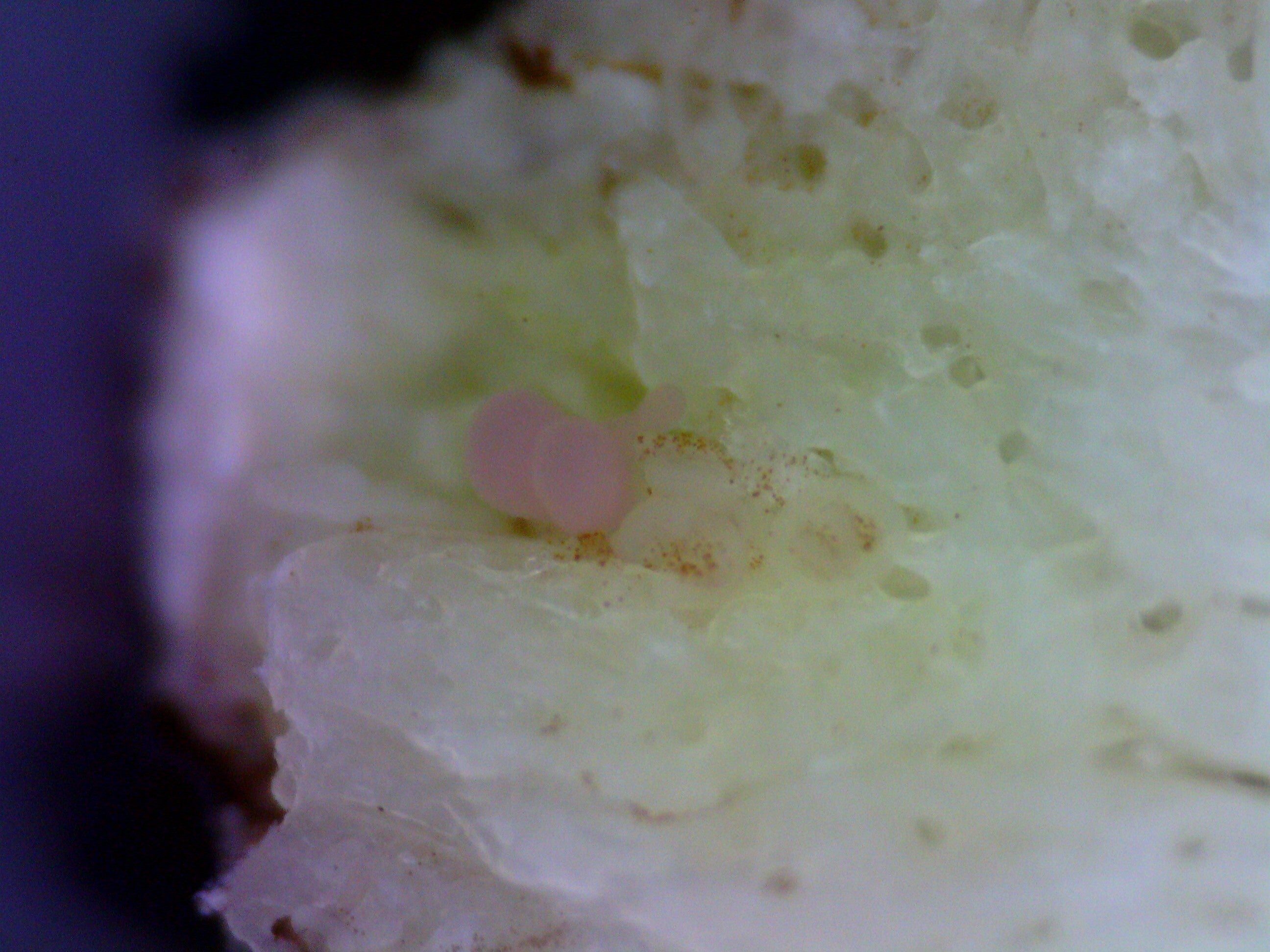 東京工業大学 中村隆志研究室の顕微鏡にて撮影