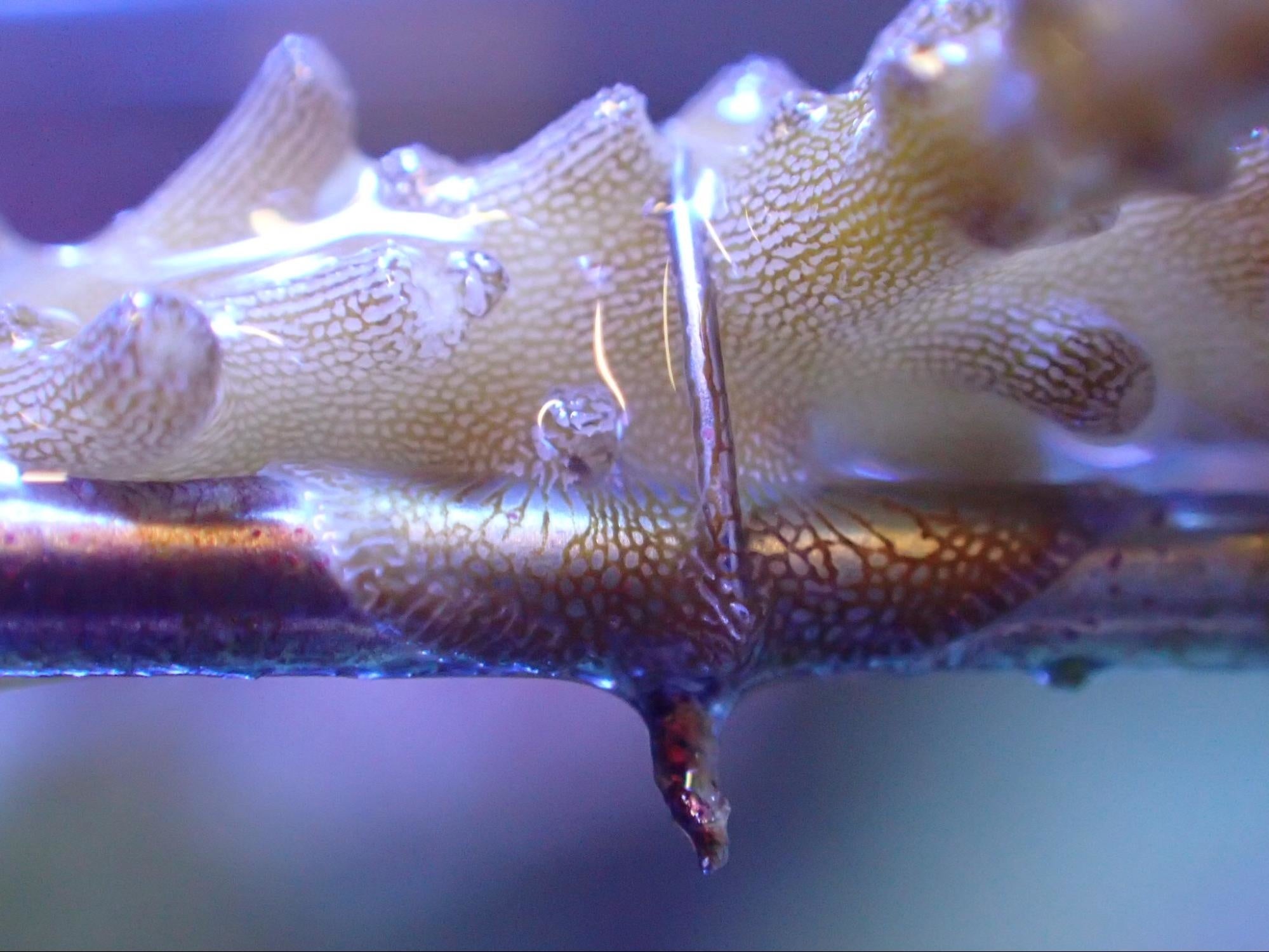酸化チタンにサンゴのポリプが広がる様子
