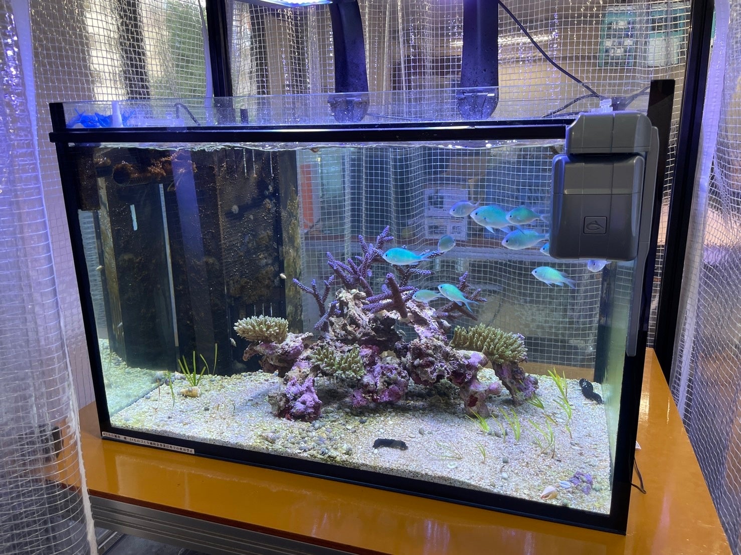 環境移送ベンチャーイノカ 完全閉鎖系人工環境として世界初となる 純国産サンゴ礁水槽 の立ち上げ に成功 遺伝資源利用の共同研究パートナー募集開始 株式会社イノカのプレスリリース 環境移送ベンチャーイノカ 完全閉鎖系人工環境として世界初となる 純国産サンゴ礁水槽 の立ち上げ に成功 遺伝資源利用の共同研究パートナー募集開始 株式会社イノカのプレスリリース