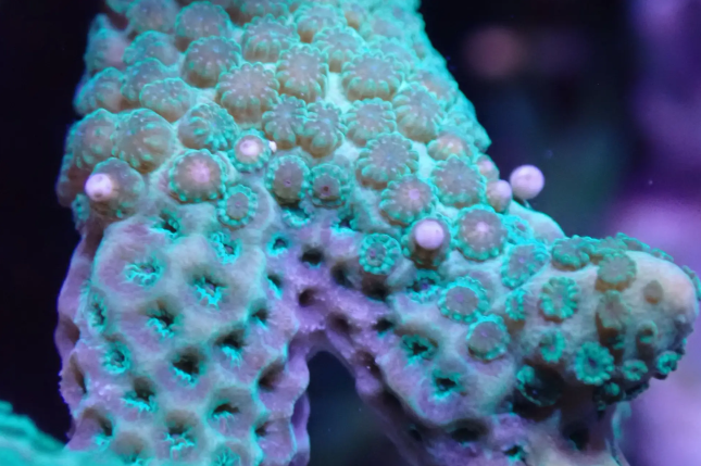 2022年2月、時期をコントロールした完全閉鎖系での人工産卵に世界で初めて成功（イノカ虎ノ門ラボ）