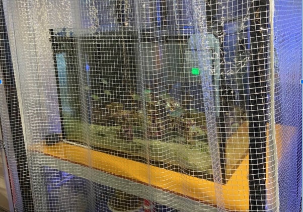 参考:沖縄県のサンゴのみで構成した「純国産サンゴ礁水槽」(イノカ虎ノ門ラボにて撮影)。外来DNAの混入を防ぎ、自然環境に近い生体解析を実現した。