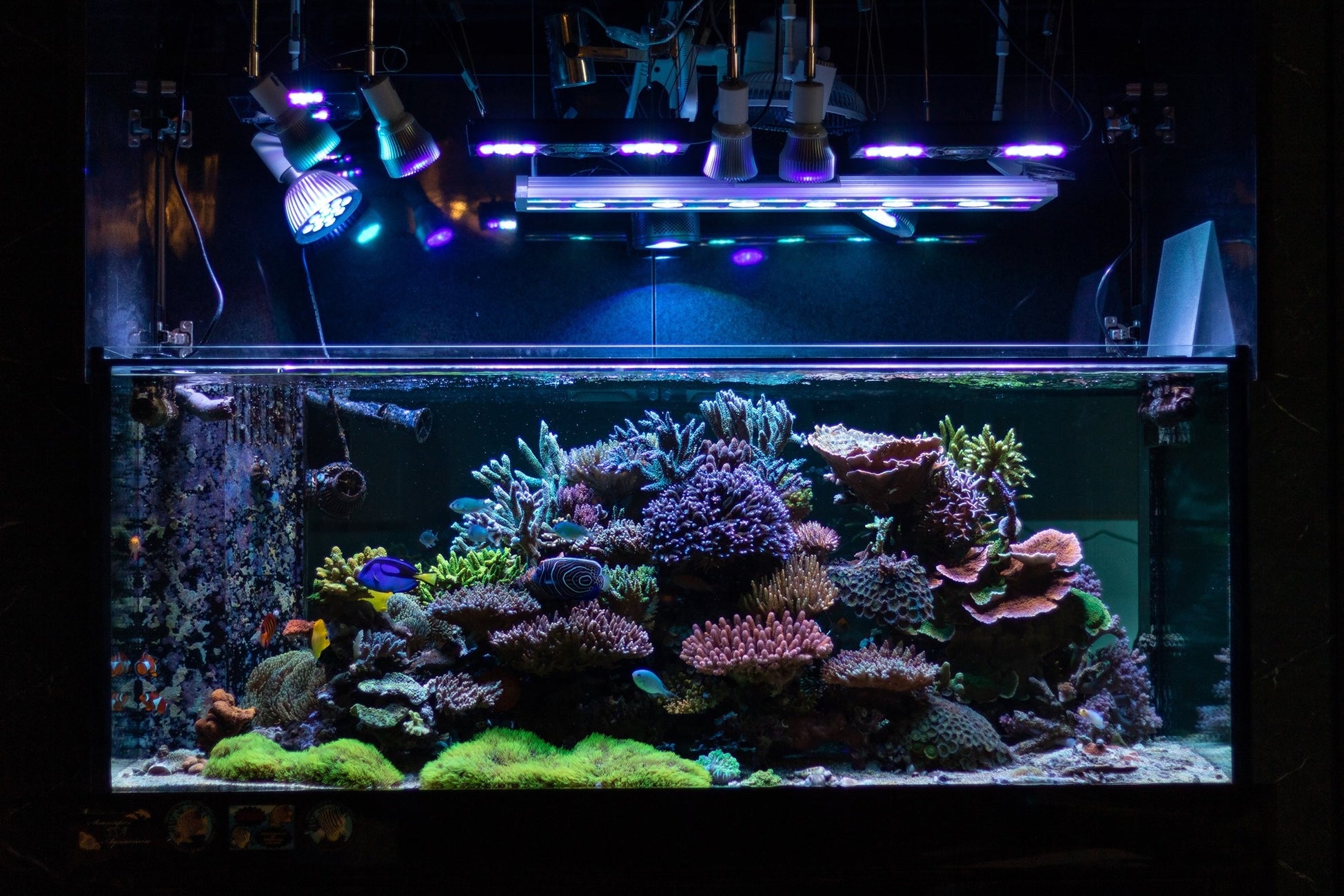 イノカが環境移送技術により水槽内に再現したサンゴ礁生態系