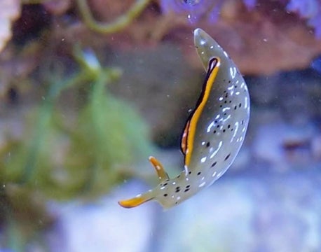 アクアリウム発の市民科学イベント『INNOVATE AQUARIUM FESTIVAL』が12月2日開催!環境移送技術で水環境課題解決に挑戦 アクアリウム発の市民科学イベント『INNOVATE AQUARIUM FESTIVAL』が12月2日開催!環境移送技術で水環境課題解決に挑戦