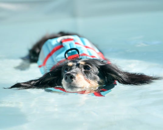 【大阪】愛犬専用“サポート付きドッグプール”を今年も開催 【大阪】愛犬専用“サポート付きドッグプール”を今年も開催