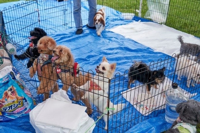 新たな出会いを待つ保護犬たちも参加しました