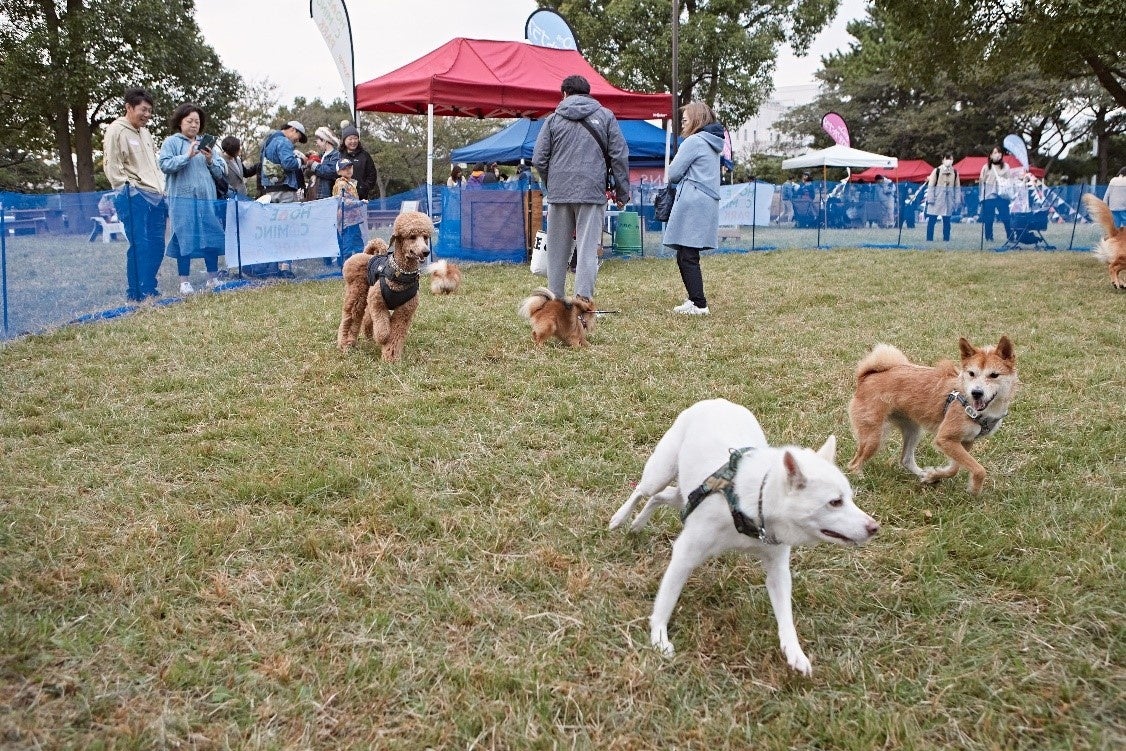 仮設ドッグランで元気に駆け回る卒業犬たち