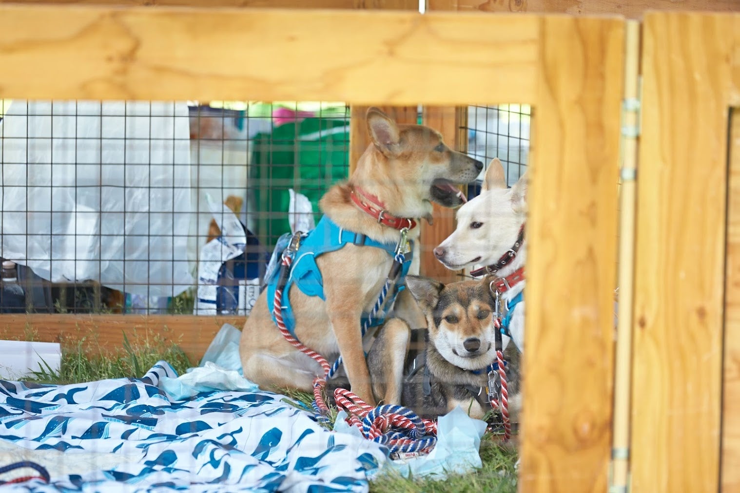新たな迎え主との出会いを待つ保護犬たち