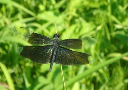 ＜園内で見られる生物たち＞