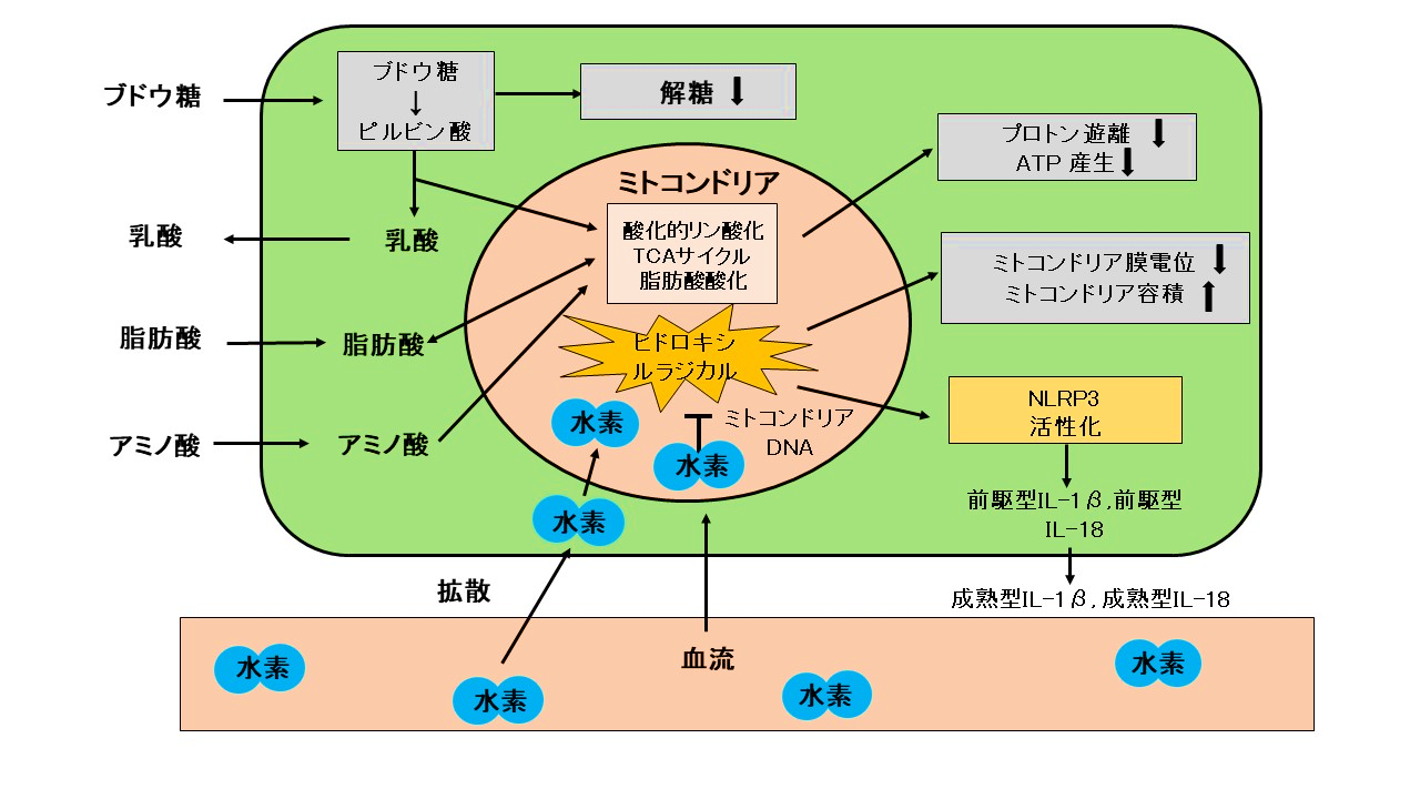 図1 水素がME CFS患者のミトコンドリア機能障害を改善するメカニズム仮説