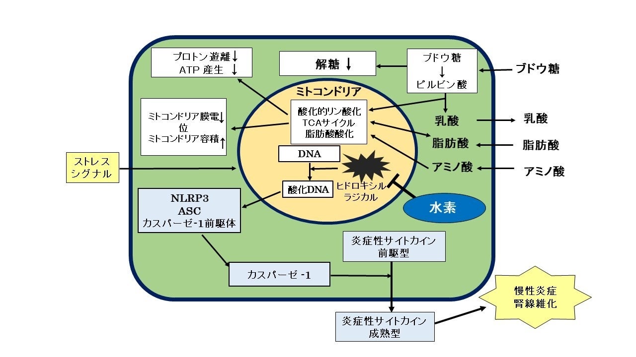 実験医学増刊 Vol.30 No.17 活性酸素・ガス状分子による恒常性制御と疾患?酸化ストレス応答と低酸素センシングの最新知見からがん，免疫，代謝・呼吸・循環異常，神経変性との関わりまで (実験医学増刊 Vol. 30-17) [単行本（ソフトカバー）] 山本 雅之、 赤池 孝章、 一條 秀憲; 森 泰生 実験医学増刊：病態解明に迫る 活性酸素シグナルと酸化ストレス