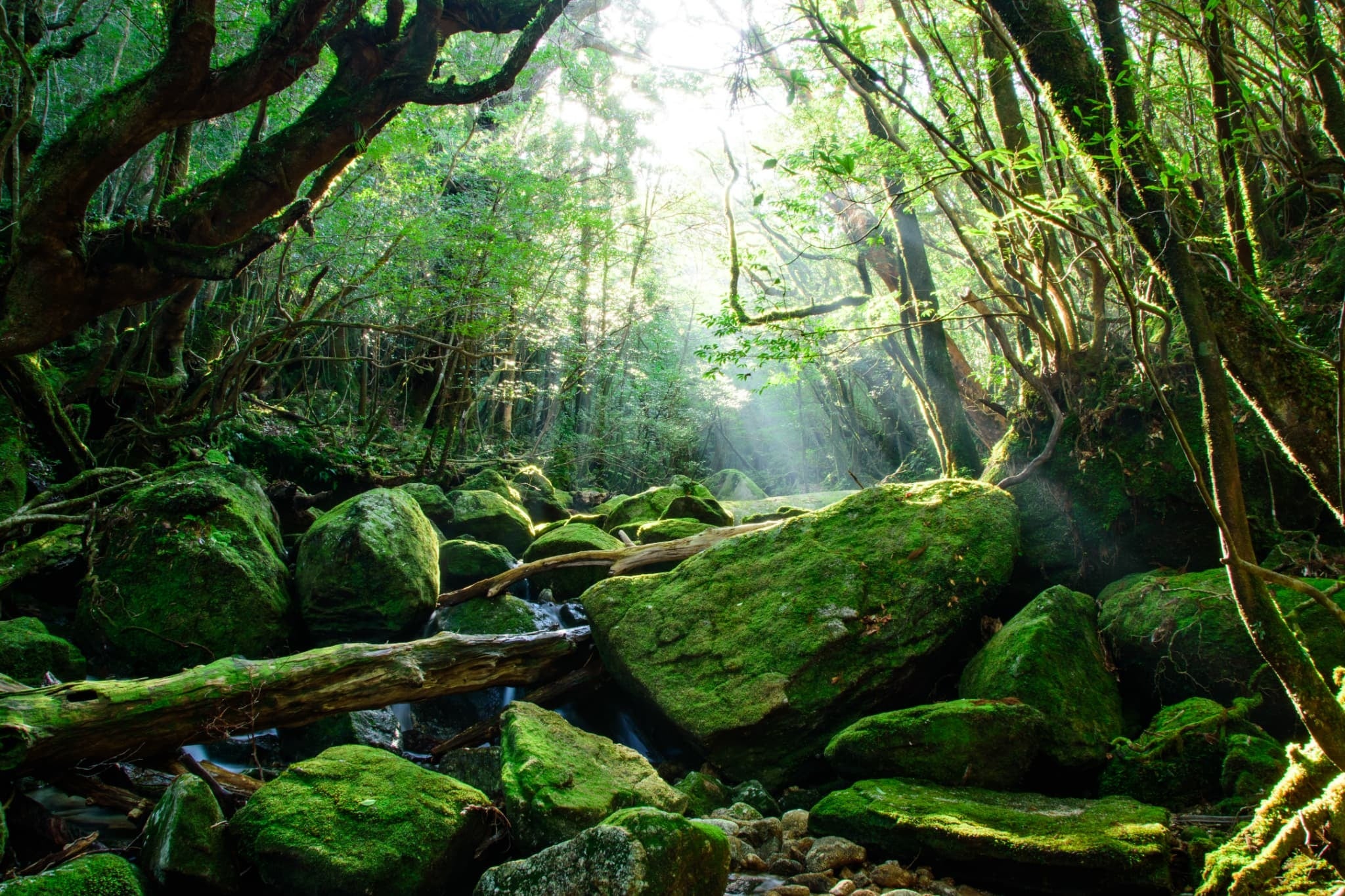 鹿児島県屋久島町に参画する2名の複業アドバイザーが決定！新た