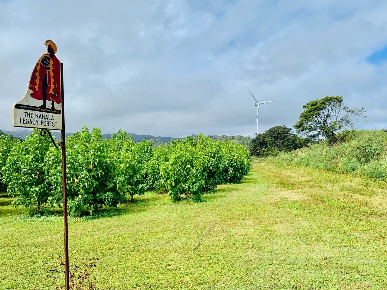 オアフ島ノースショアのカハラレガシーフォレストに、ハワイ固有種の「ミロの木」を植林。応援して下さるお客様からの寄付金により、14,000本を超える植林を達成いたしました。