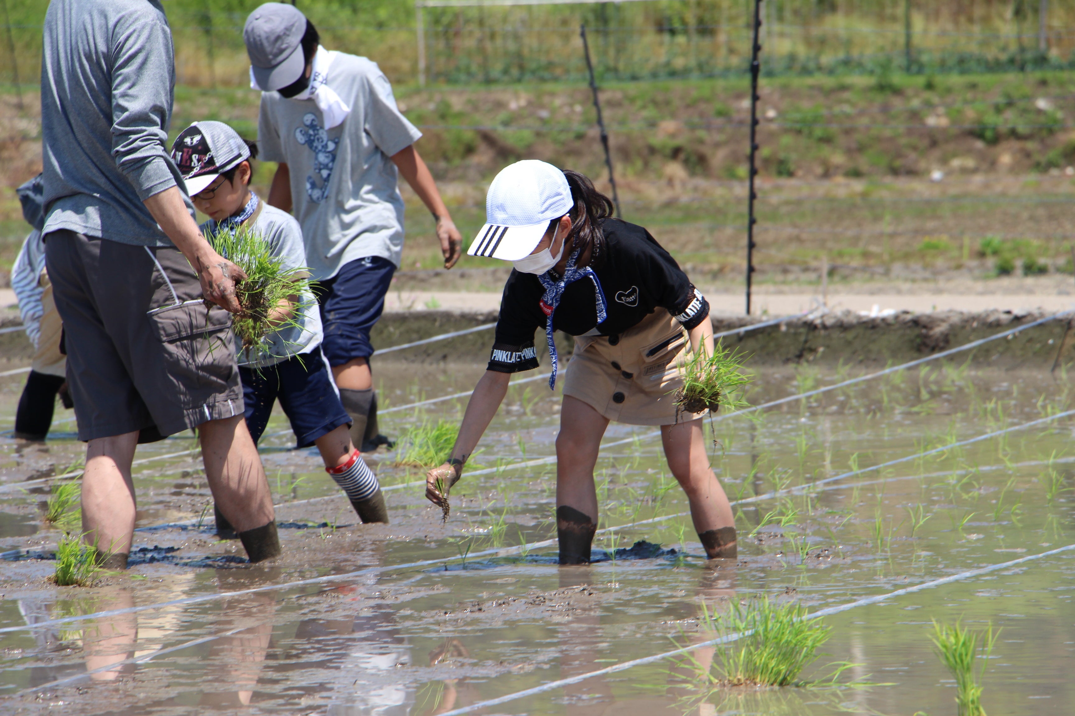 田植え体験