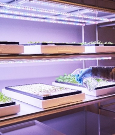 ビルの中に水耕栽培の農場を構築