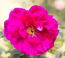 ルゴサローズ　メッセージ：スキンシップ