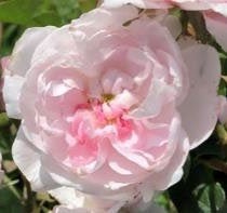 ローズセンティフォリア　メッセージ：助け合う