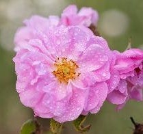 ローズダマスク メッセージ:上質な時間
