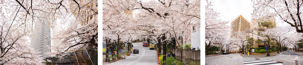 （写真左から）高層ビルと桜のコラボレーション、幻想的な“桜トンネル” 、目の前に広がる桜の花びら