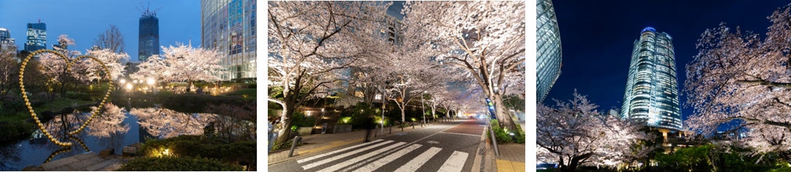 写真左から、毛利庭園、六本木さくら坂 、六本木ヒルズ森タワーと夜桜のコラボレーション
