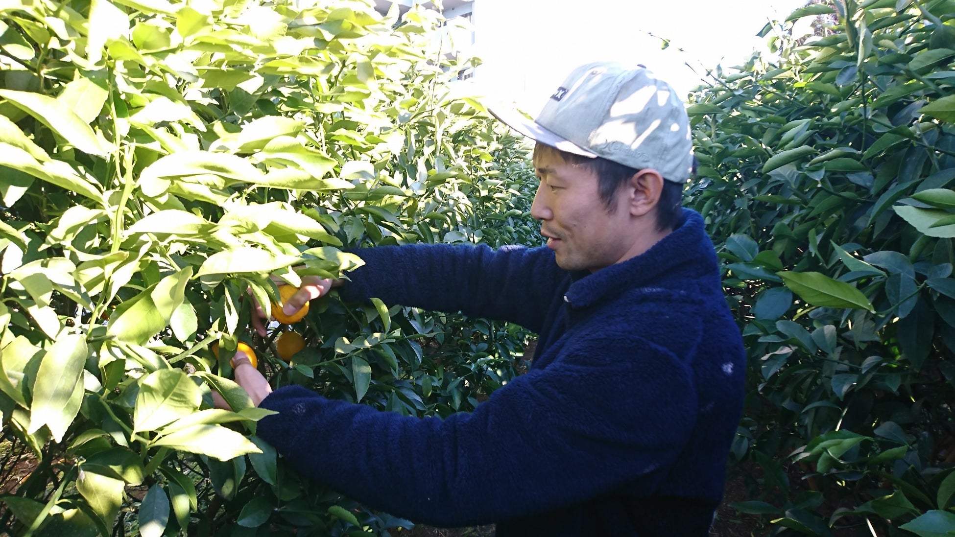 鵜殿シトラスファーム