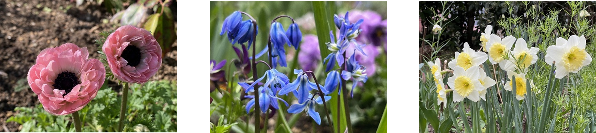 画像左より、アネモネ／シラーシベリカ／水仙