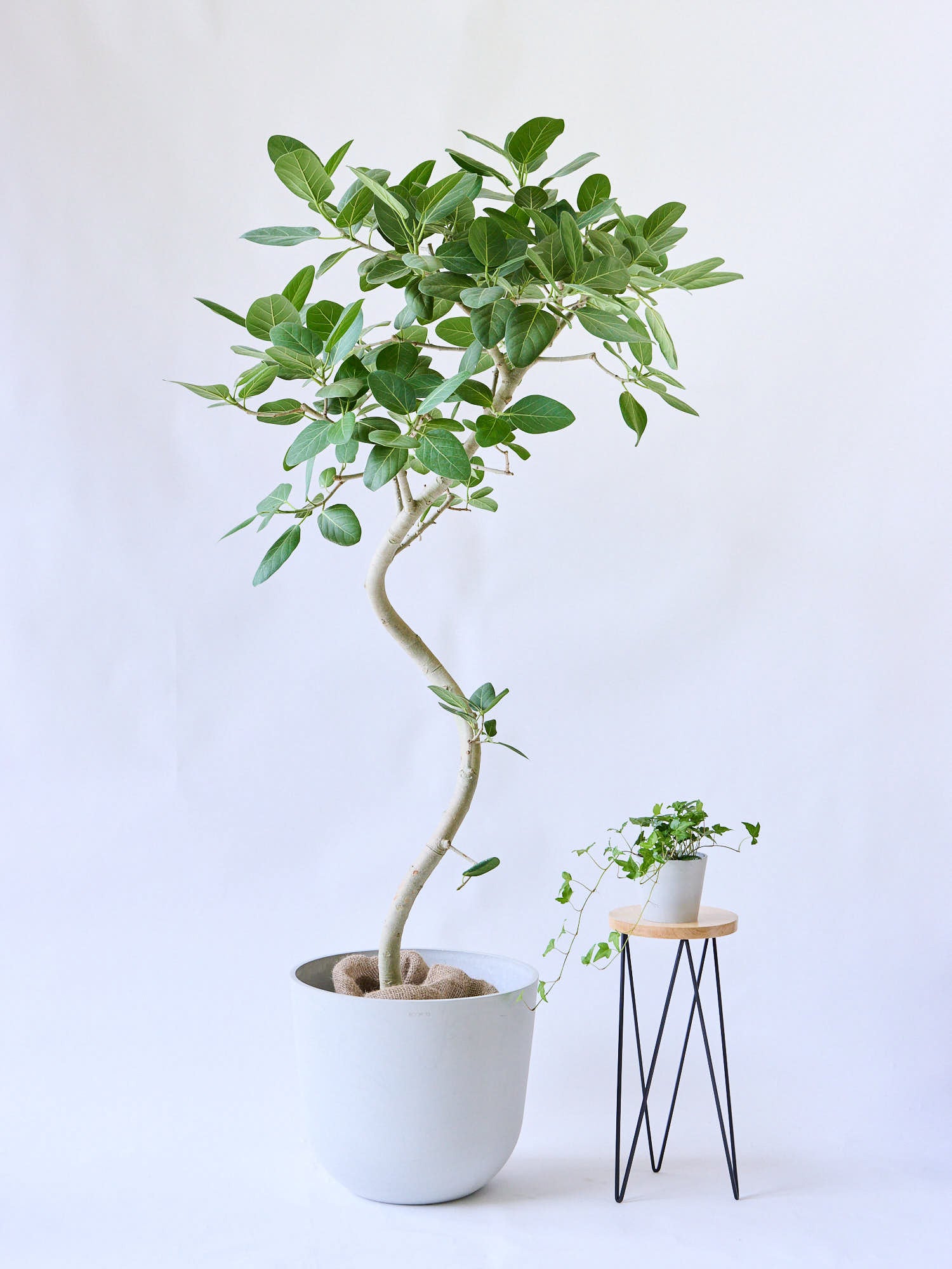 フィカス・ベンガレンシス まがり XL