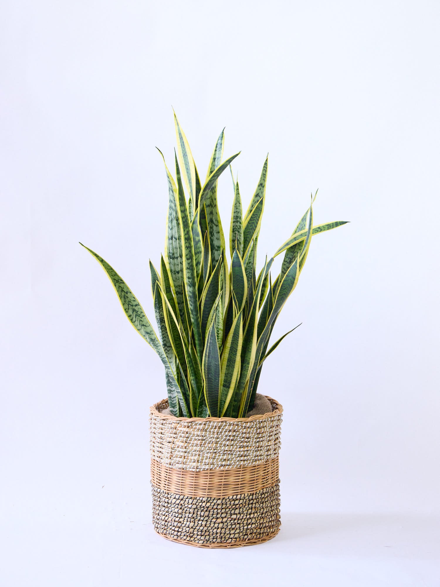 サンスベリア・ローレンチー XL