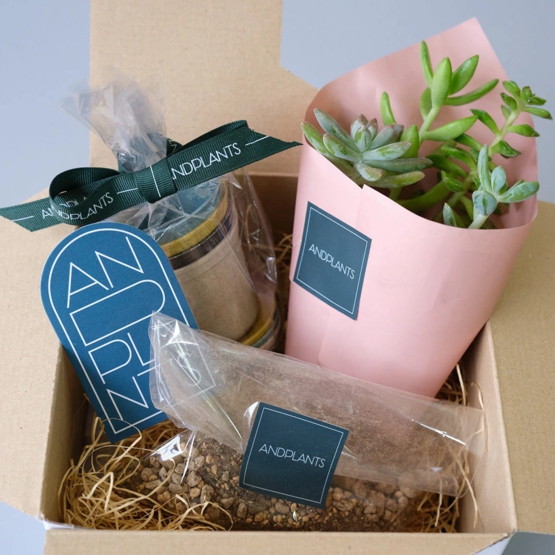 多肉植物 植え替えギフトセット