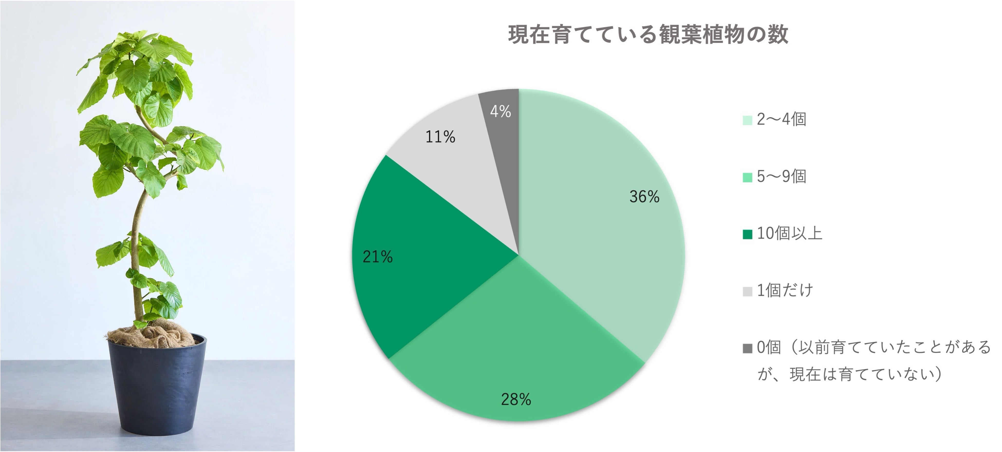 観葉植物との暮らしに関する意識調査＞10人に1人が植物にネーミング