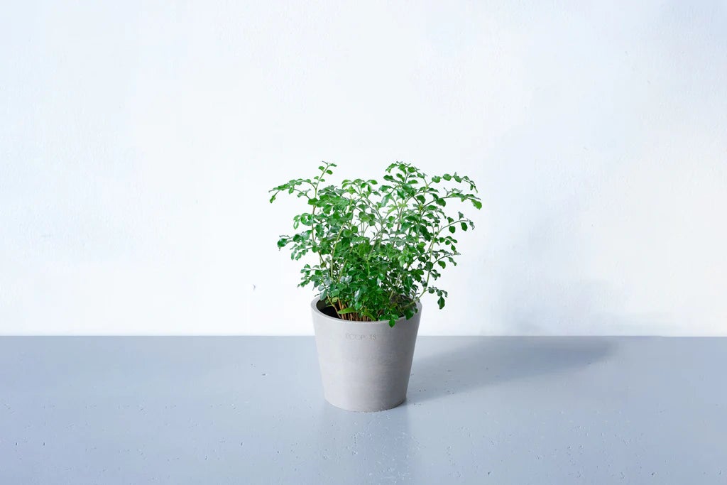 春のフレッシュな気分にぴったりの観葉植物「シマトネリコ」が、数量 春のフレッシュな気分にぴったりの観葉植物「シマトネリコ」が、数量