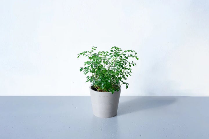 シマトネリコ 大株 品番3419 シマトネリコ | みんなの森プロジェクト シマトネリコ 大株 品番3419 シマトネリコ | みんなの森プロジェクト