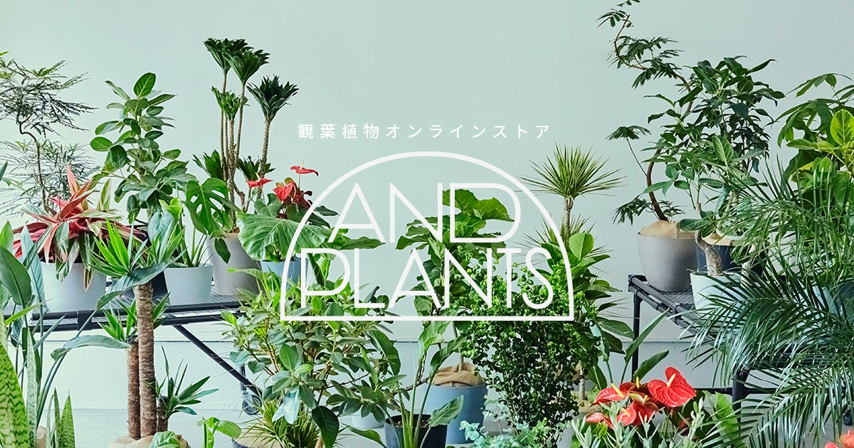 ぷりんの植肉植物 多肉植物 little fox群生 新入荷 | るる農園~多肉植物専門