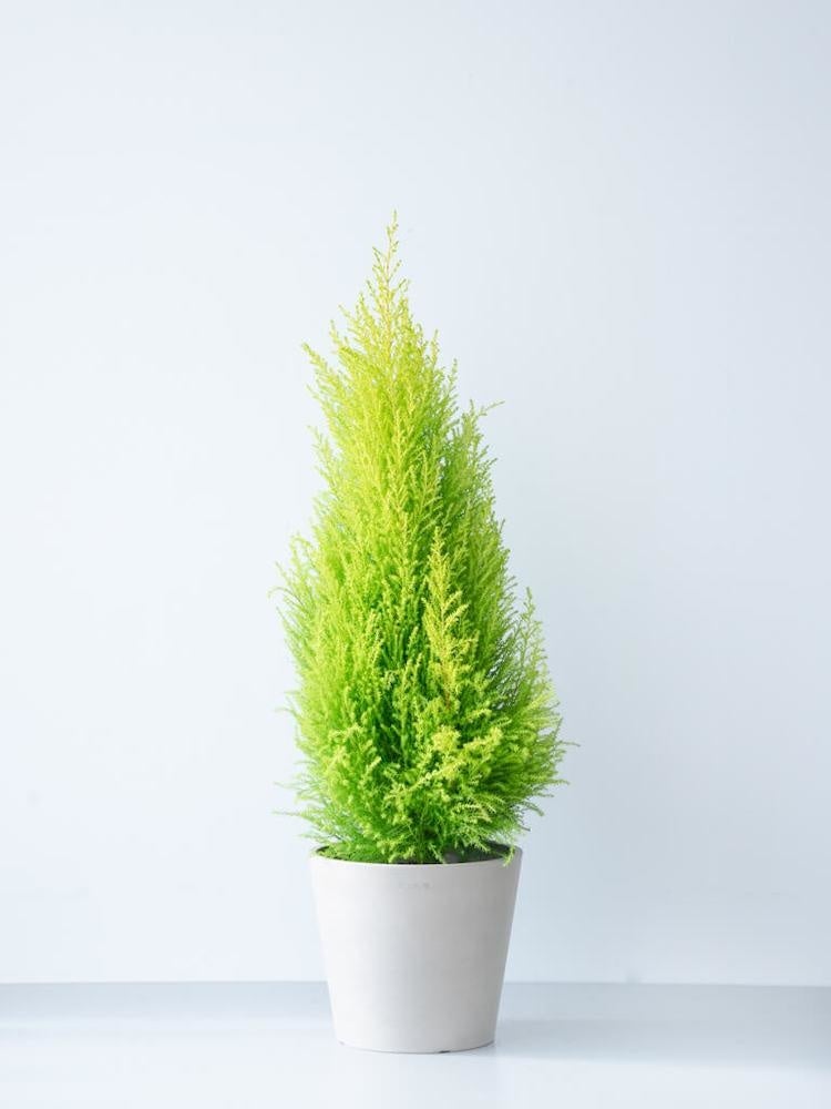 ゴールドクレストS