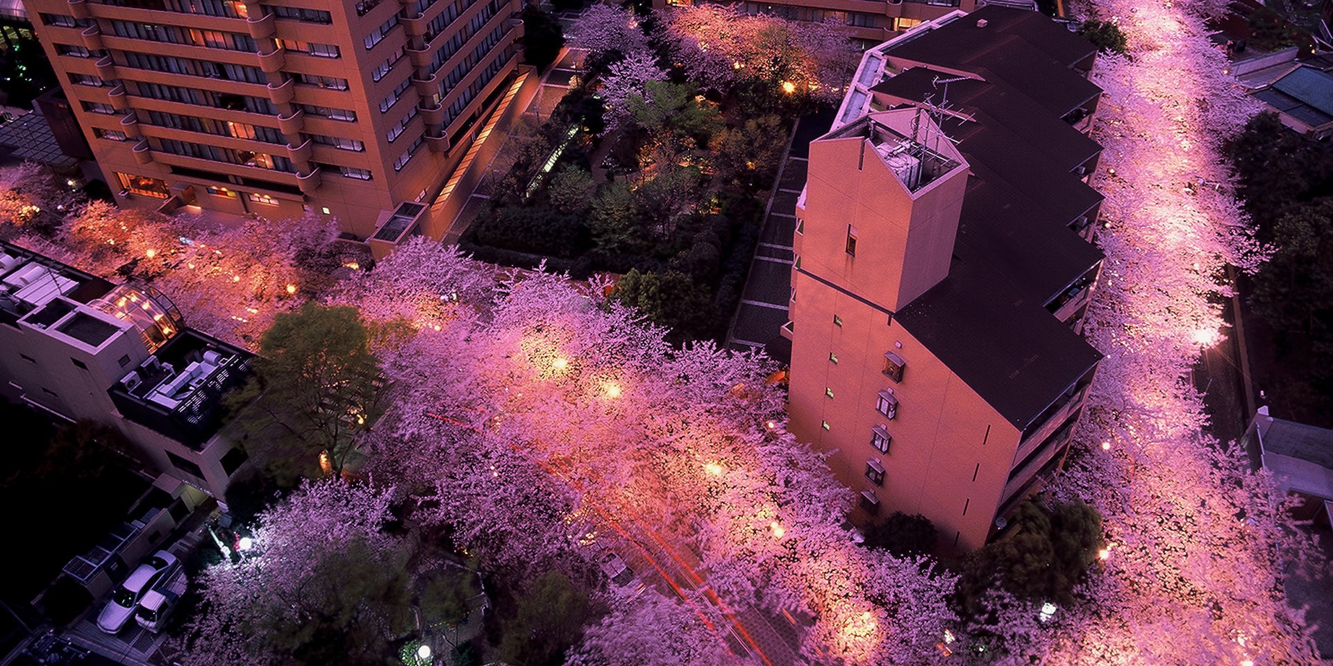 アークヒルズ周辺の桜並木