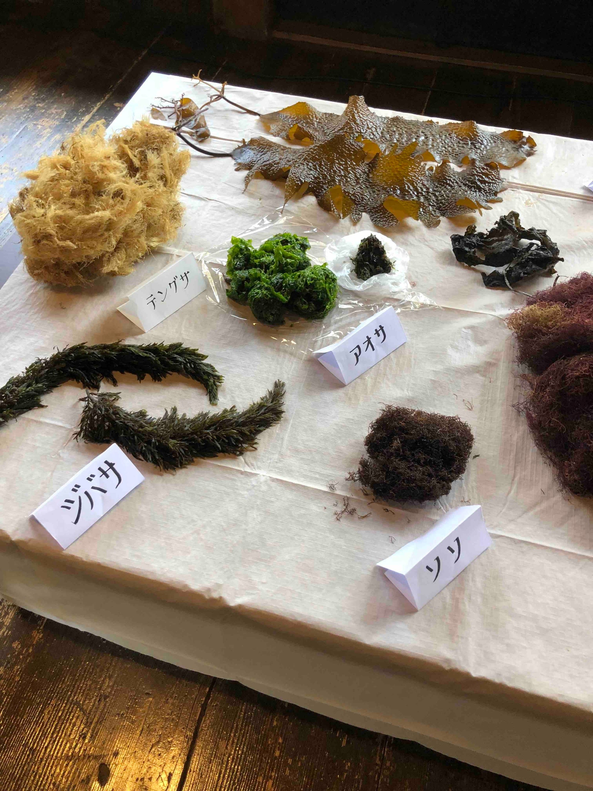 海藻展示（2022年の立命館大学イベント開催時）