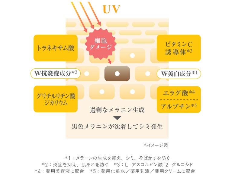 ビタミンCブランド「シナール」からスキンケアシリーズが誕生W美白※1