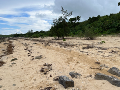 ▲ビーチクリーン前(上)と後(下)