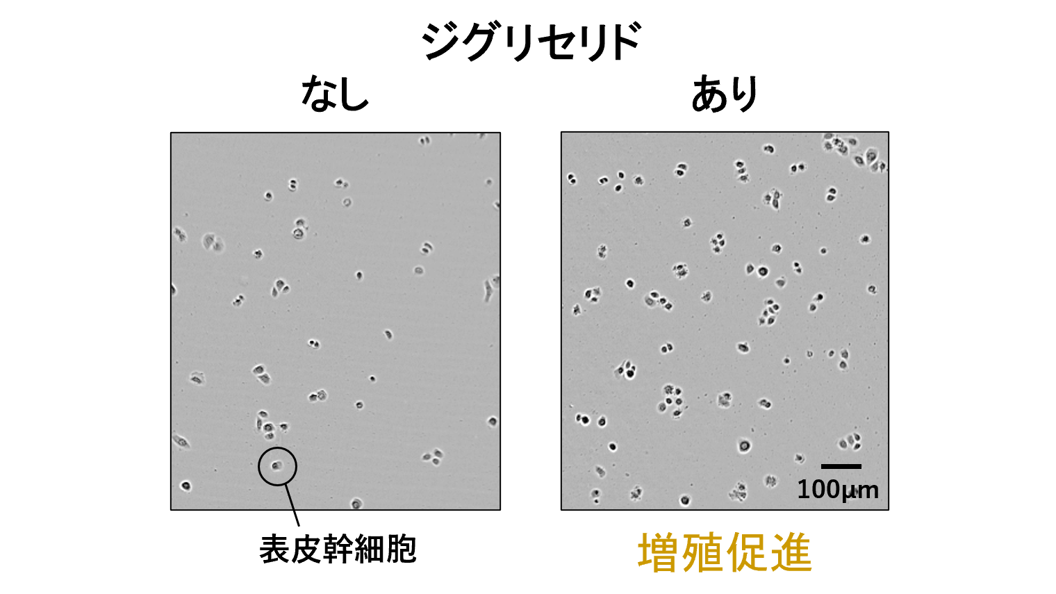 皮膚から脳、血液まで、さまざまな幹細胞を増やす3種の「ジグリセリド」を発見 全身のエイジングケアにつながる新たな成分としての応用に期待