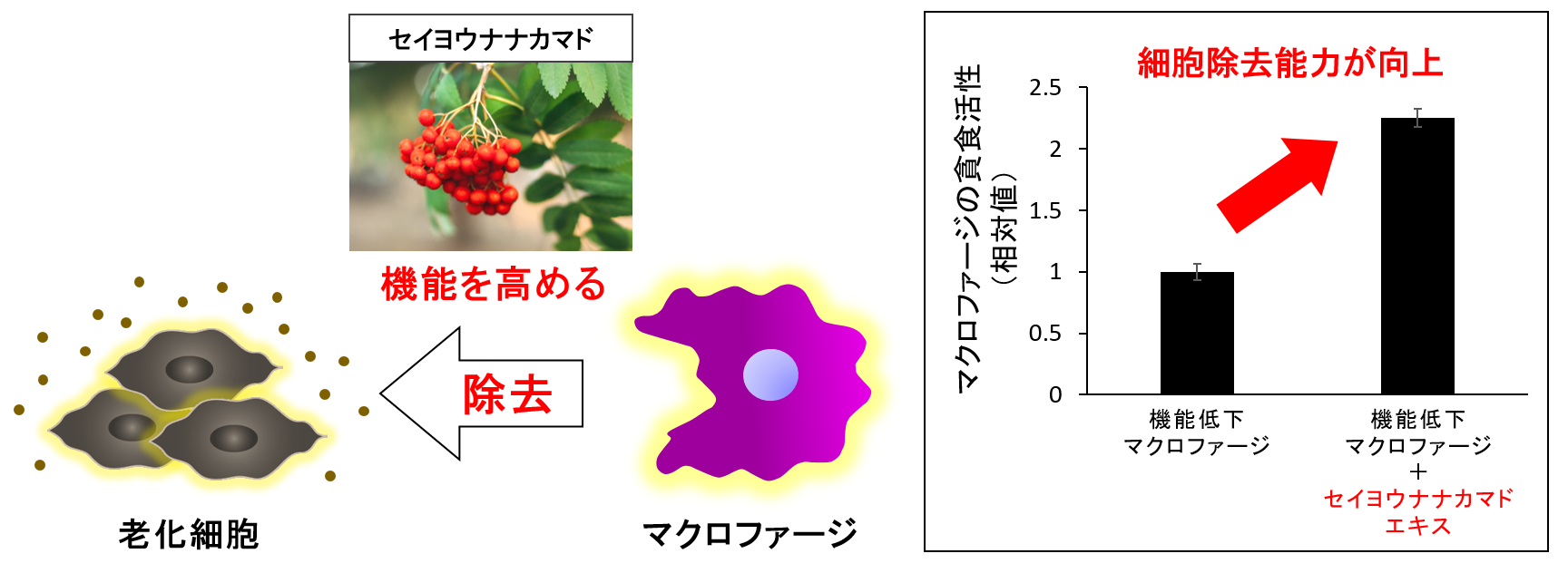 セイヨウナナカマドエキスはマクロファージの機能を高める