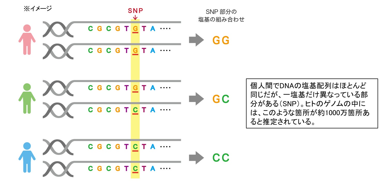 図4 SNPについて