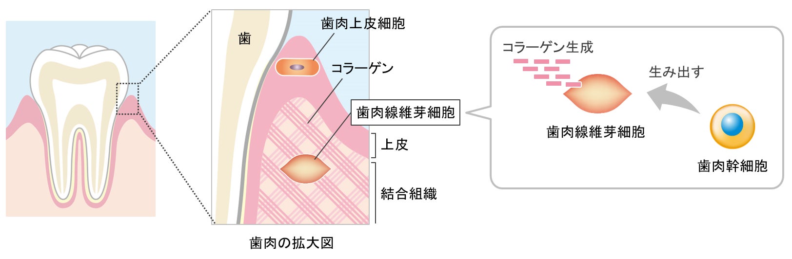 図1 歯ぐきの構造とコラーゲン生成に関わる細胞