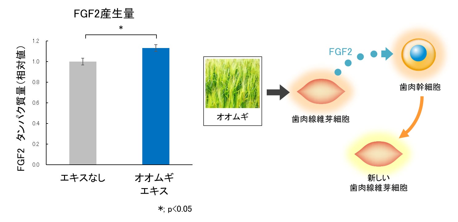 図3 歯ぐきを構成する細胞の活性化
