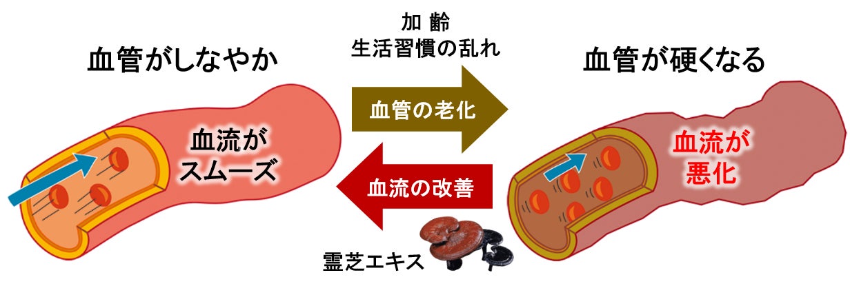 日本メナード化粧品、霊芝から抽出したエキスに血管をしなやかにして血