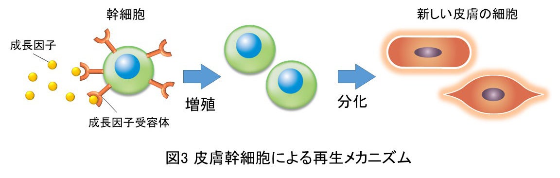 図3 皮膚幹細胞による再生メカニズム