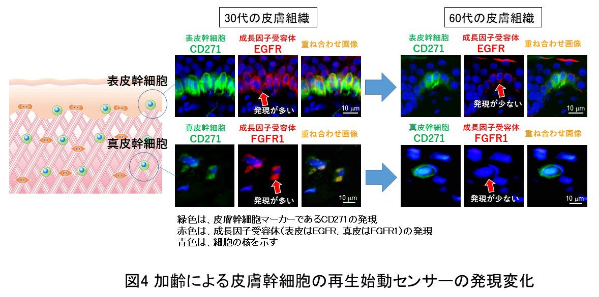 図4 加齢による皮膚幹細胞の成長因子受容体の発現変化