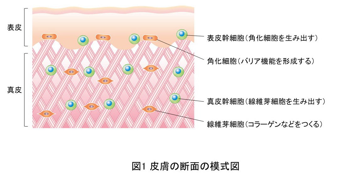 図1 皮膚の断面の模式図